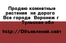 Продаю комнатные растения  не дорого - Все города, Воронеж г.  »    . Тульская обл.